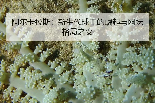 a-er-ka-la-si-xin-sheng-dai-qiu-wang-de-jue-qi-yu-wang-tan-ge-ju-zhi-bian-2-539.jpg